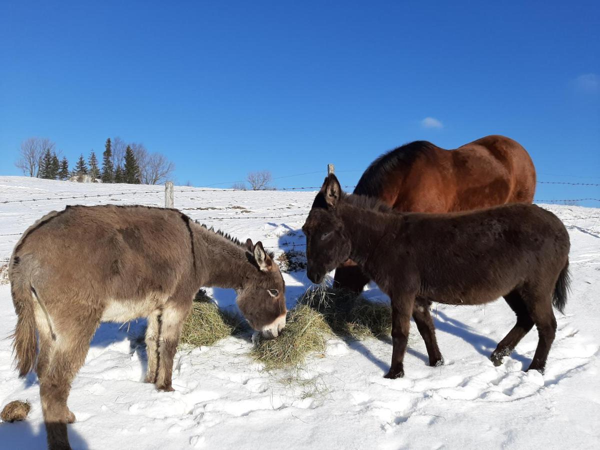 Oetscherblick Fam Winter Frankenfels Екстер'єр фото